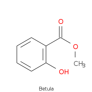 Betula.smi.png